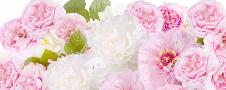 Нежные пионы фон для коллажа