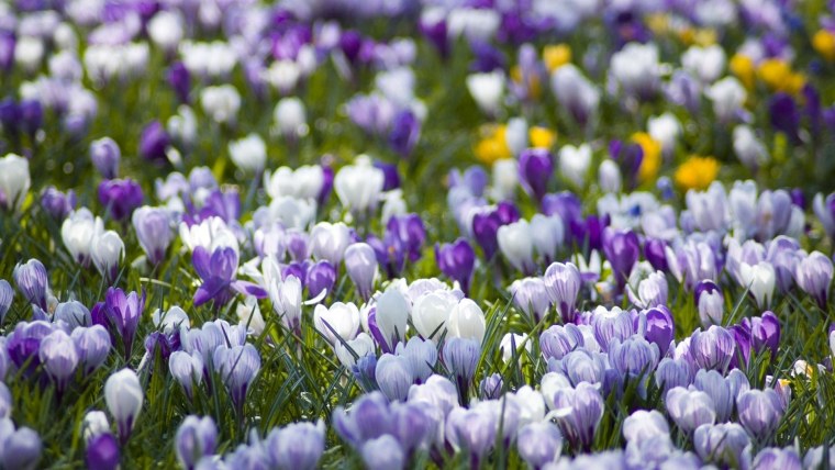 Сиреневые луговые цветы