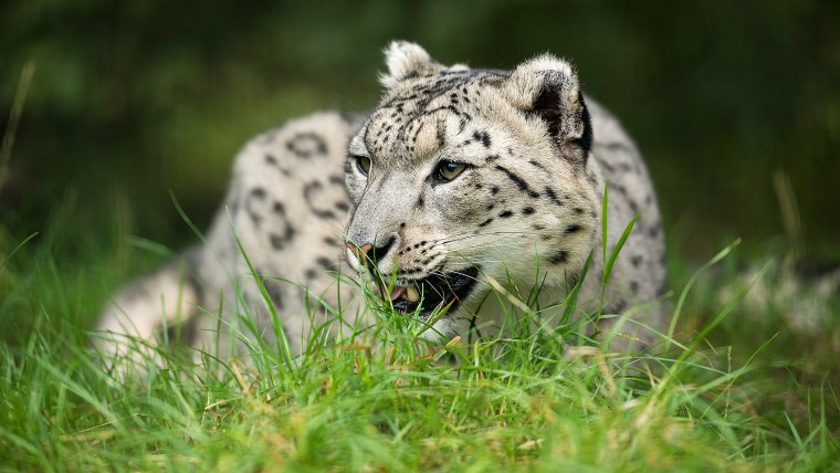 Барс и Рысь