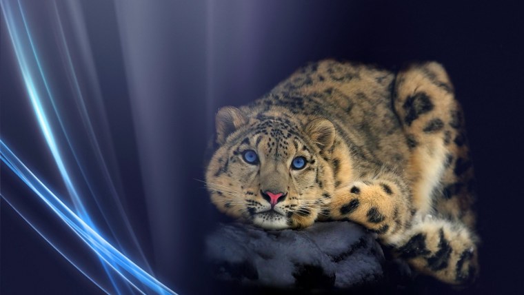 Снежный Барс (Ирбис, снежный леопард)