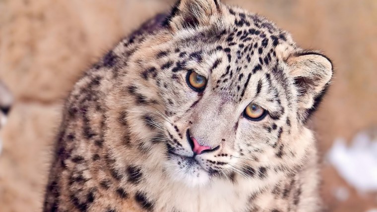 Каплан Барс порода