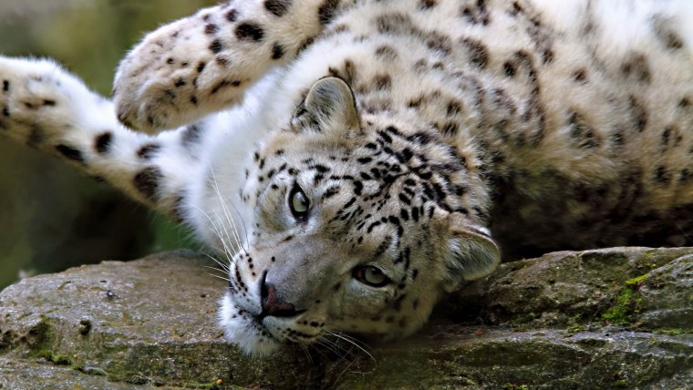 Снежный Барс (Ирбис, снежный леопард)