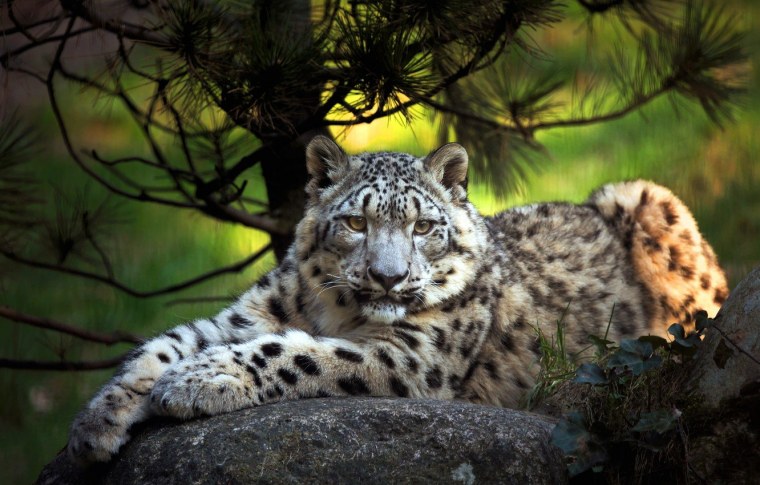 Снежный Барс uncia uncia