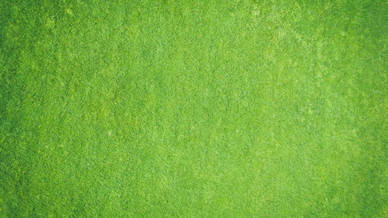 Зелёные обои для стен