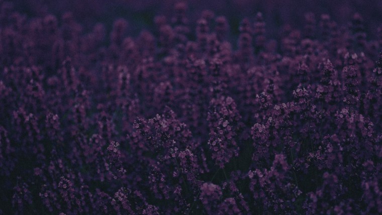 Лавандовый цвет