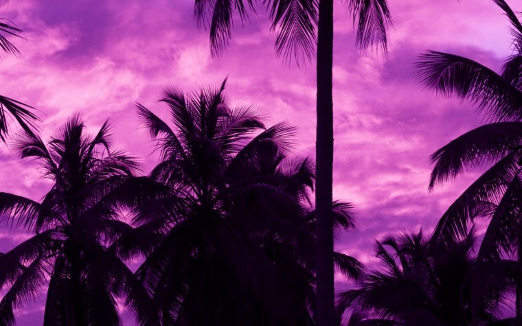 Розовые пальмы