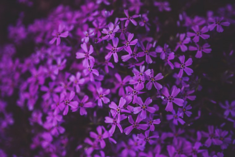 Розовые и сиреневые цветы