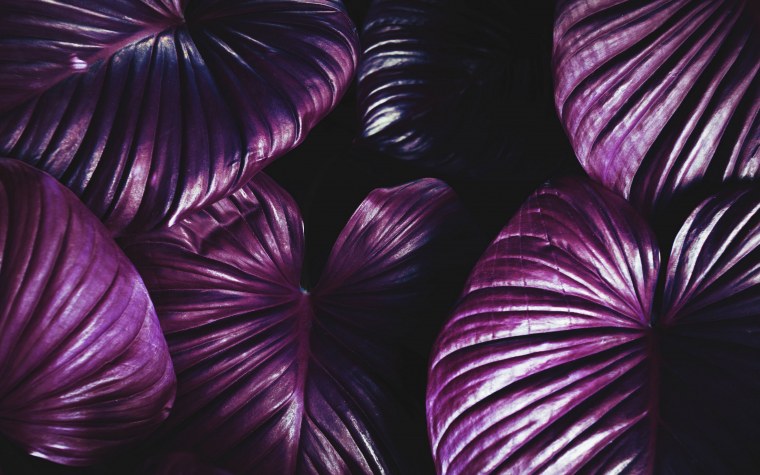 Фиолетовые листья