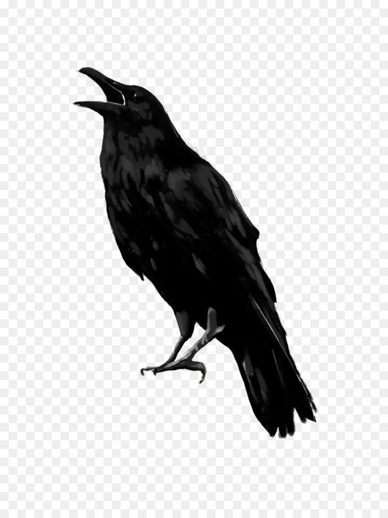Ворона на белом фоне