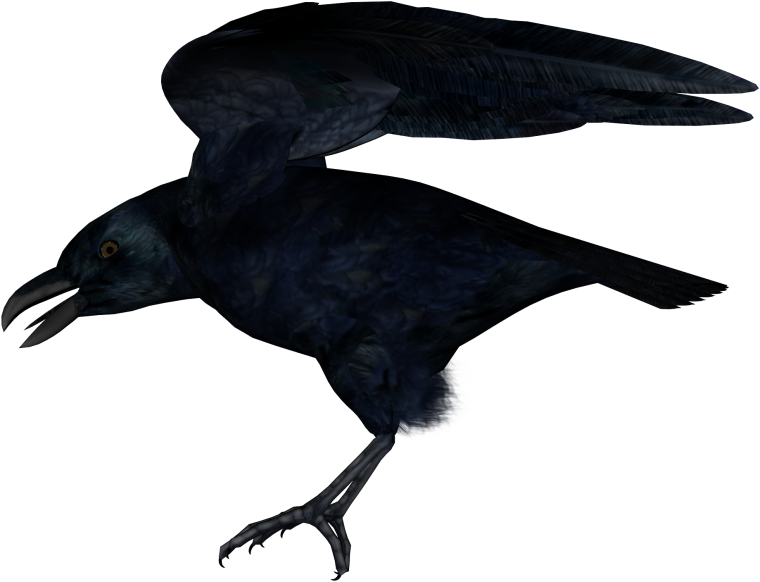 Ворон на белом фоне