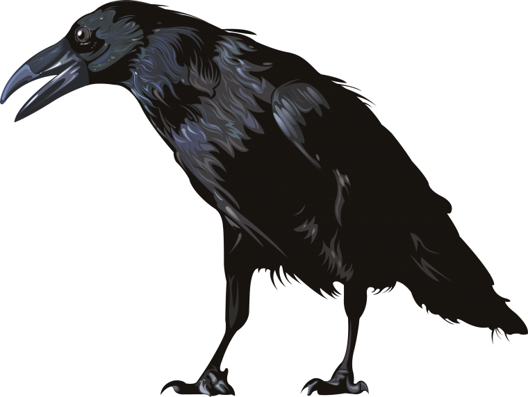 Ворона на белом фоне