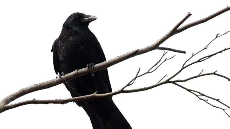 Птица на белом фоне