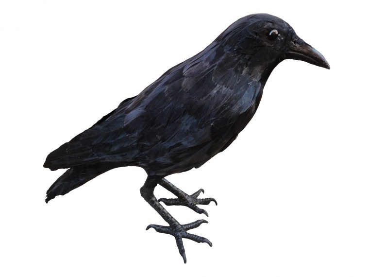 Грач на белом фоне