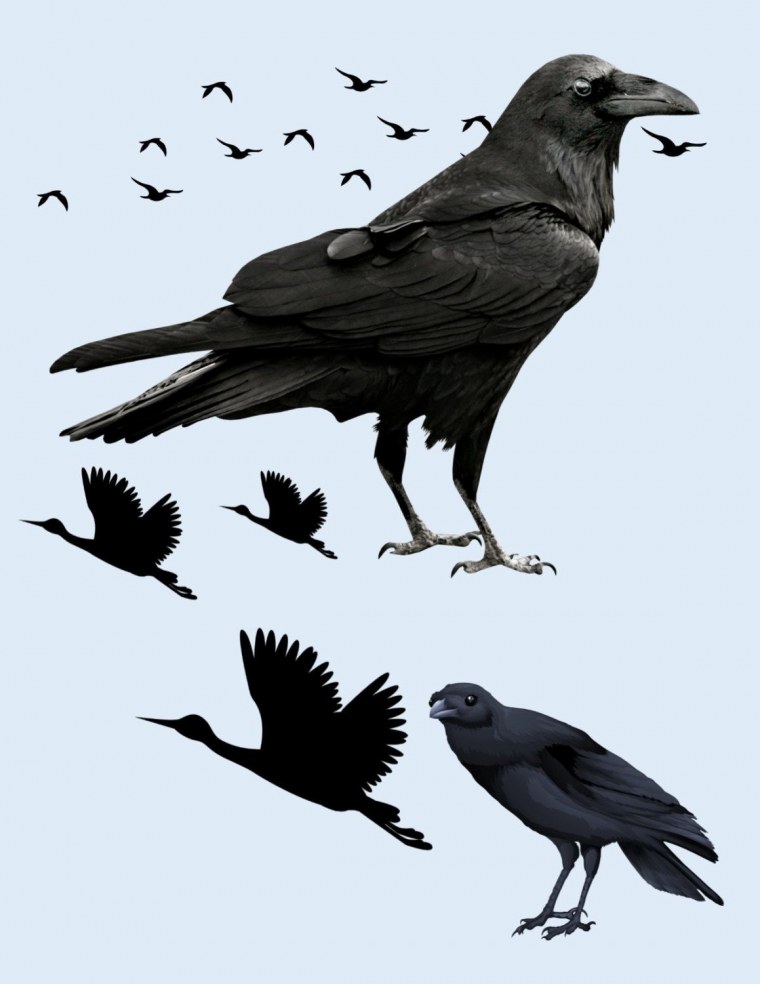 Нарисовать ворона