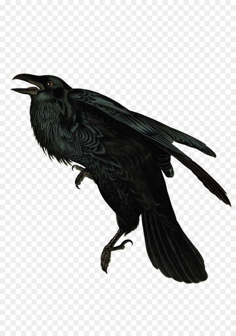 Черные птицы на прозрачном фоне
