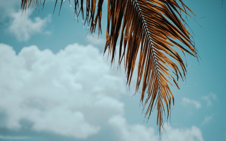 Пальма дерево фон