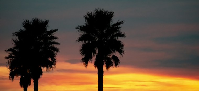 Пальмы на айфон