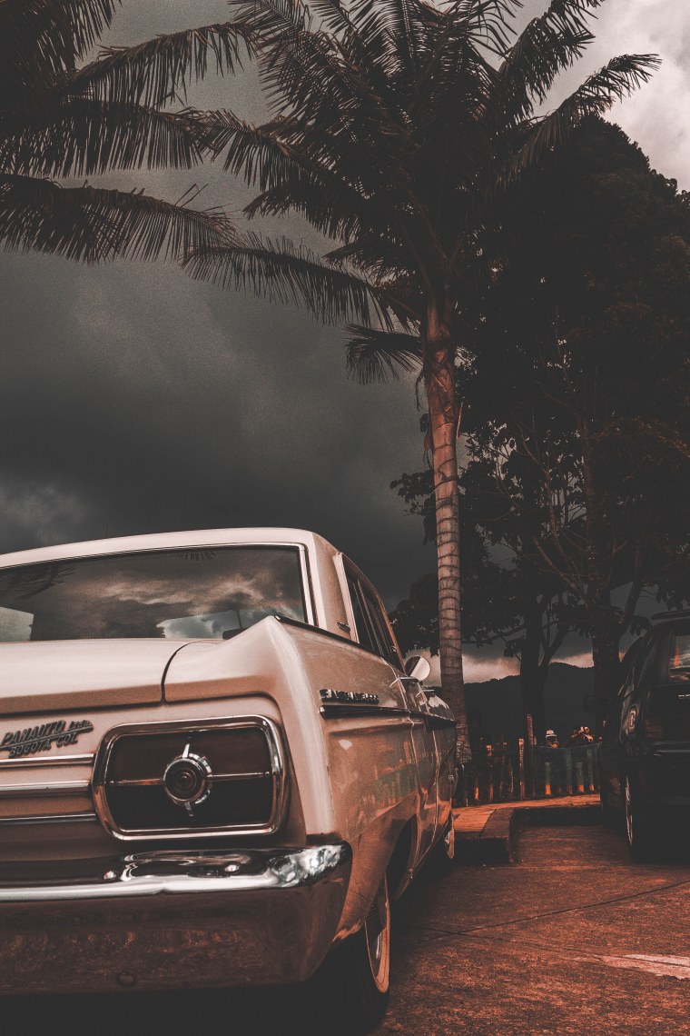 Вечерние пальмы