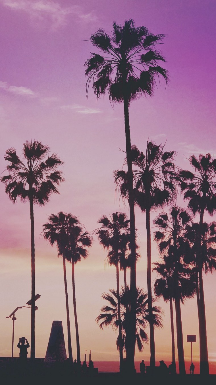 Силуэты пальм ночь