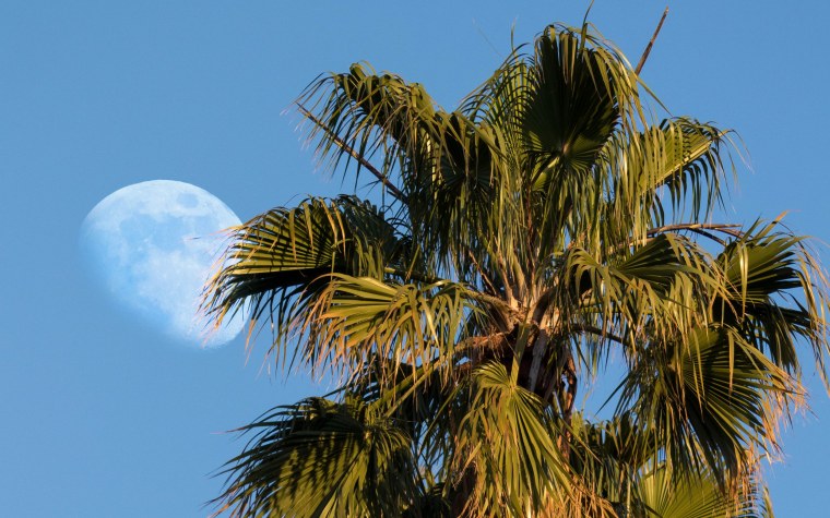 Тропики вертикально