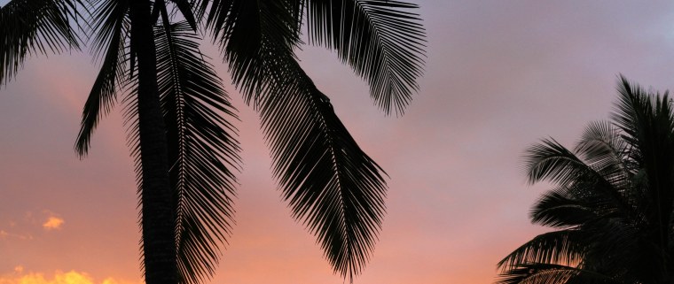 Пальмы пасмурно