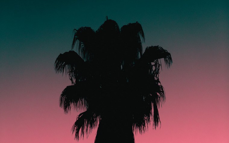 Пальмовое дерево