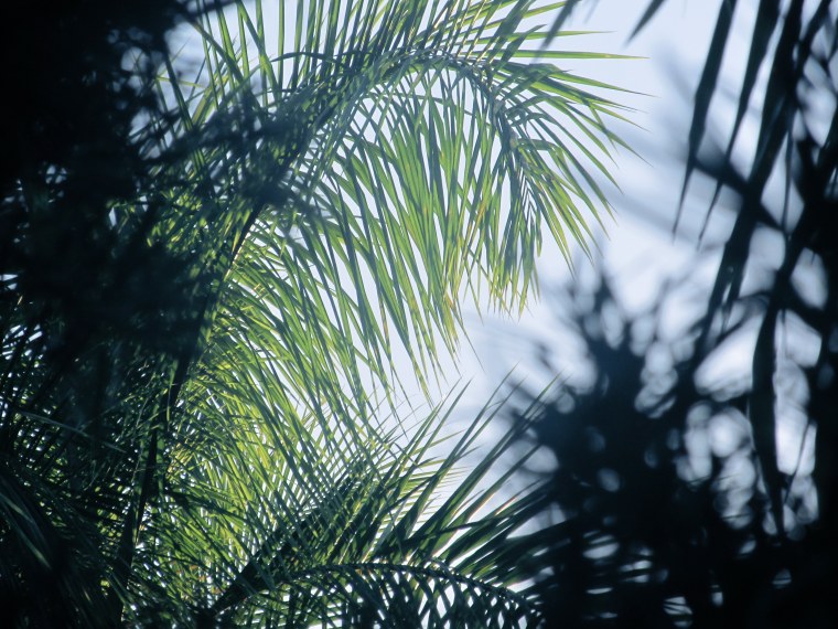 Обои на рабочий стол 1920х1080 пальмы