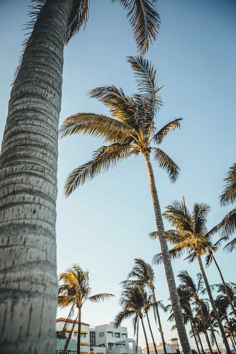 Розовые пальмы