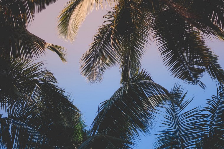 Мрачные пальмы