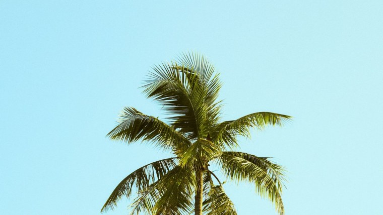 Заставка пальмы