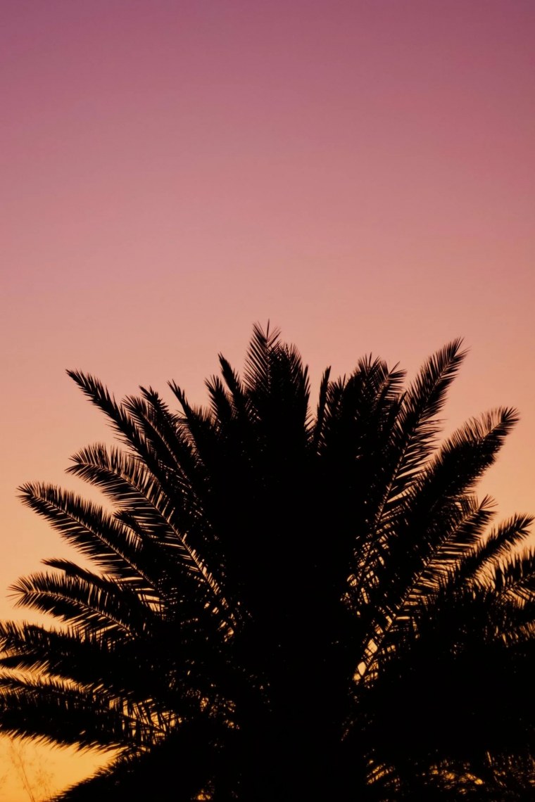 Обои пальмы