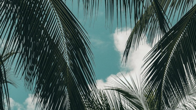 Фиолетовые пальмы