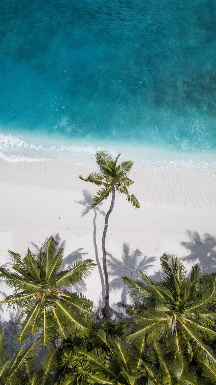 Ветка пальмы