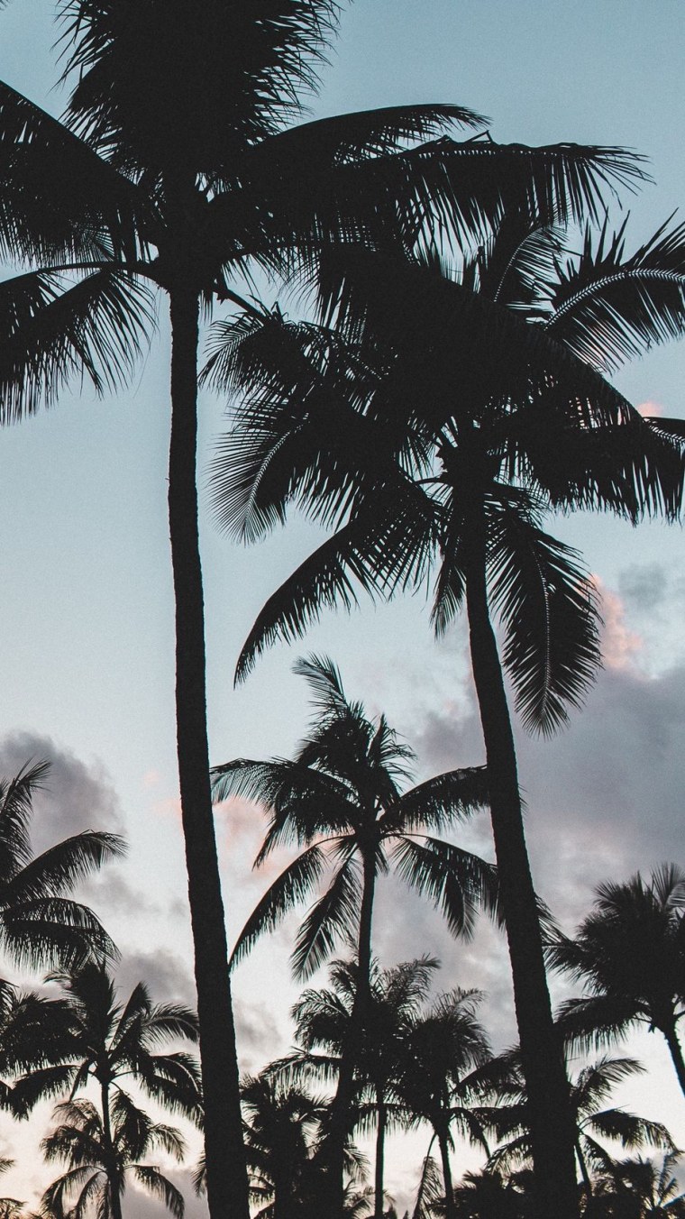 Обои на айфон пальмы и море