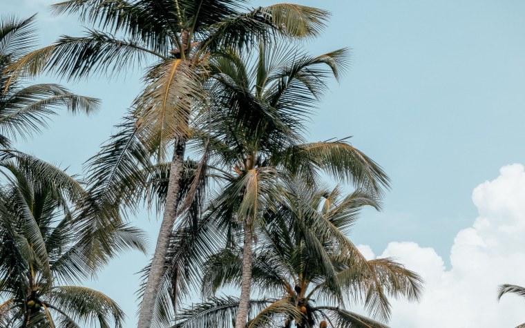 Яркие пальмы