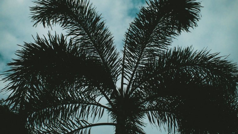 Красивые пальмы