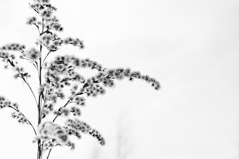 Белая архитектура