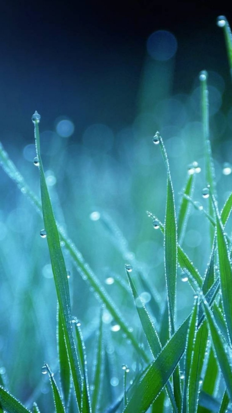 Свежий зеленый чай