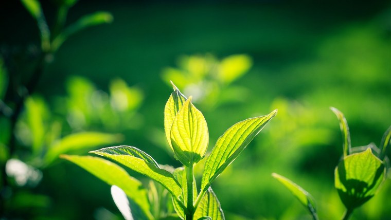 Чайный лист