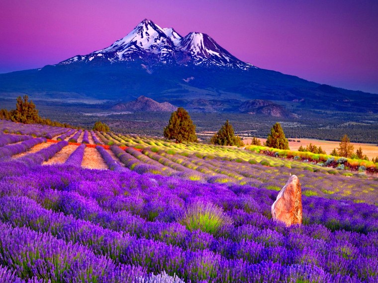 Лавандовое поле HD