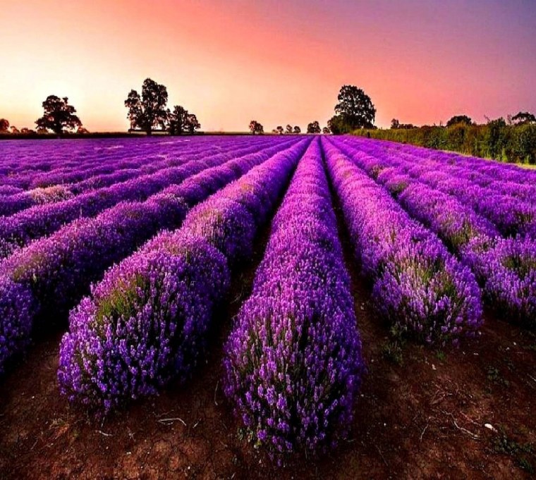 Поле цветов