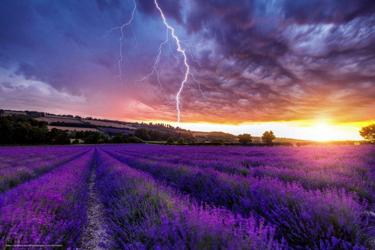 Лавандовые поля в Провансе Франция