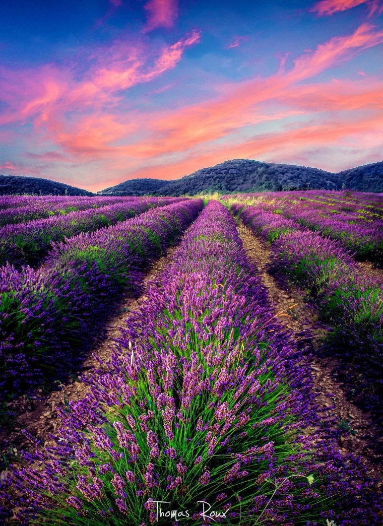 Сиреневое поле