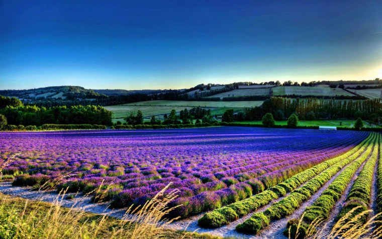 Лавандовая ночь