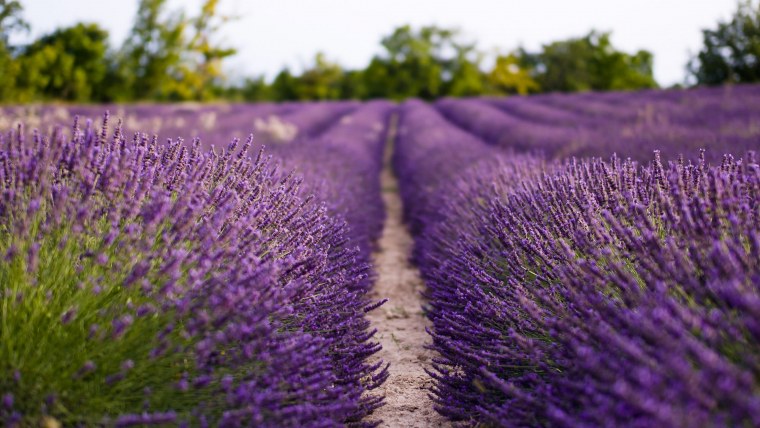 Поле цветущей лаванды