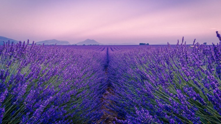 Лавандовые Луга Франция