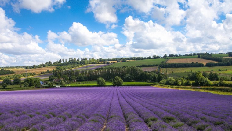 Лавандовые поля в Краснодарском крае