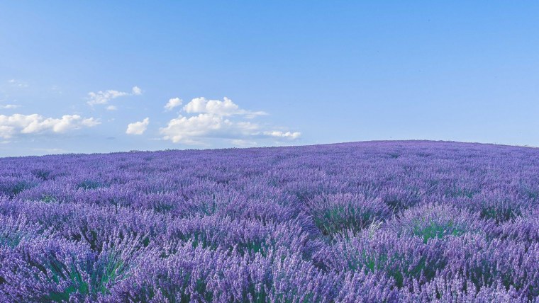 Лефкадия Лавандовые поля