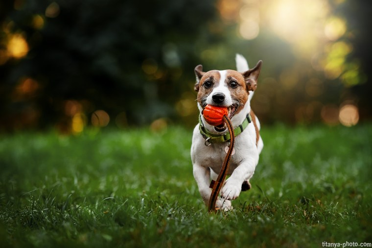 Собака Джек Рассел в очках