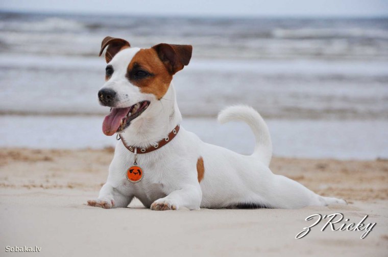 Чехол Джек Рассел самсунг s20